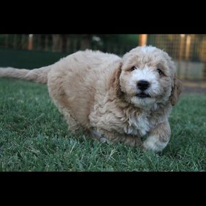 Meet your Posher, Karla